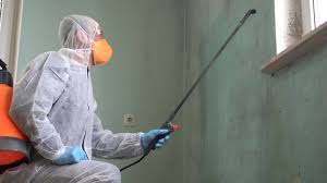 Best Basement Mold Removal  in Yalaha, FL