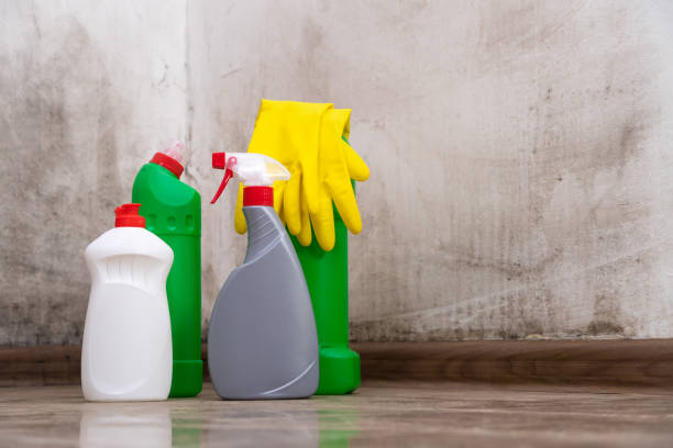 Why You Should Choose Our Mold Remediation Services in Yalaha, FL