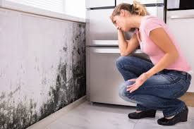 Best Mold Damage Restoration  in Yalaha, FL